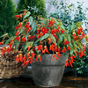 Begonia Plants - Santa Cruz