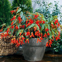 Begonia Plants - Santa Cruz