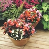 Begonia Potted Plants - F1 President Mix