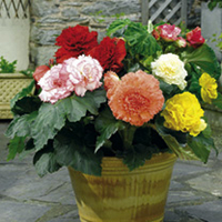 Begonia Prima Donna - RED