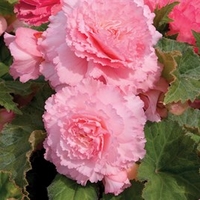 Begonia Prima Donna Tubers - Blush