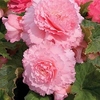 Begonia Prima Donna Tubers - Blush