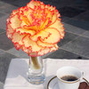 Begonia Prima Donna Tubers - Sunburst