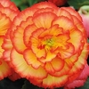 Begonia Prima Donna Tubers - Sunburst