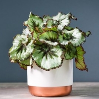 Begonia Rex-Hybrid Escargot