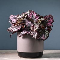 Begonia Rex-Hybrid Helen Teupel