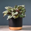 Begonia Rex-Hybrid Kings Spirit