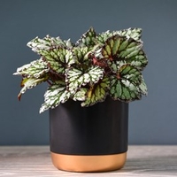 Begonia Rex-Hybrid Kings Spirit