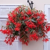 Begonia Santa Cruz (10)