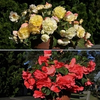 Begonia Scented Twin Pack