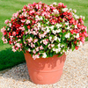 Begonia Seeds - Spacemaster Mix