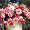 Begonia Sensation Picotee - PINK/RED