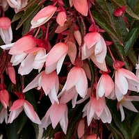 Begonia Starshine Appleblossom (10)