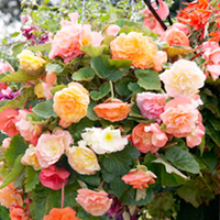 Begonia (Tuberous) Seeds - Parisienne Trailing Mix