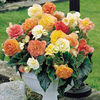 Begonia Tubers - Expresso Pastel Mix