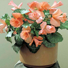 Begonia Tubers - Daffodil