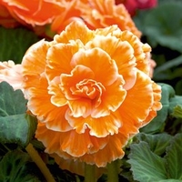 Begonia Tubers - Expresso Sugardip Apricot