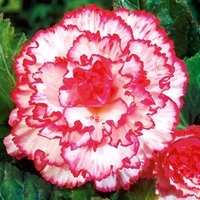 Begonia Tubers - Expresso Sugardip Pink