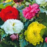 Begonia Tubers - Fringed