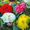 Begonia Tubers - Fringed Mix