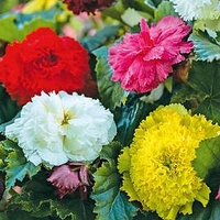 Begonia Tubers - Fringed Mix