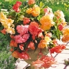 Begonia Tubers - Parisienne