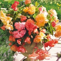 Begonia Tubers - Parisienne