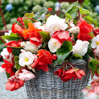 Begonia Tubers - Pendula Odorata Mix