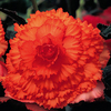 Begonia Tubers - Prima Donna Orange