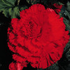 Begonia Tubers - Prima Donna Red