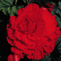 Begonia Tubers - Prima Donna Red