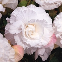 Begonia Tubers - Prima Donna White