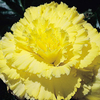 Begonia Tubers - Prima Donna Yellow
