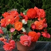 Begonia Tubers - Scented Orange