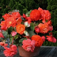 Begonia Tubers - Scented Orange