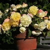 Begonia Tubers - Scented Pale Yellow
