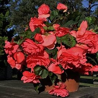 Begonia Tubers - Scented Pink