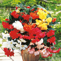 Begonia Tubers - Sensation Mixed