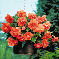 Begonia Tubers - Sensation Orange