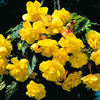 Begonia Tubers - Sensation Yellow