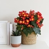Begonia Valentino Pink
