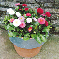 Bellis perennis Spring Star Mix Plants