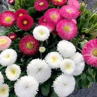 Bellis Plants - Bellisima Mixed