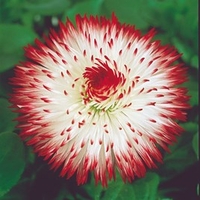 Bellis Plants - Harbanera White Red Tips