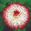 Bellis Plants - Harbanera White Red Tips