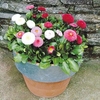 Bellis Plants - Spring Star Mix