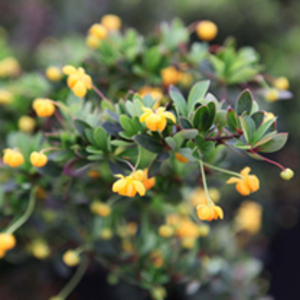 Berberis darwinii Plant - Nana