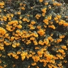 berberis darwinii Plant - Nana