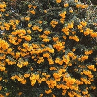 berberis darwinii Plant - Nana