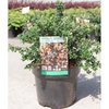 Berberis darwinii Plant - Nana
